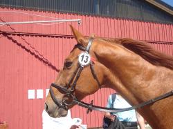 <img250*0:stuff/horserefzab19.jpg>