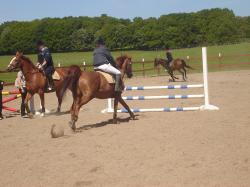 <img250*0:stuff/horserefzab2.jpg>