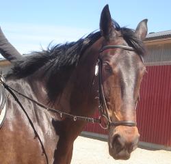 <img250*0:stuff/horserefzab21.jpg>