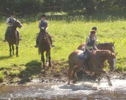 <img250*0:stuff/horserefzab25.jpg>