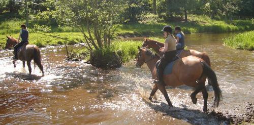 <img500*0:stuff/horserefzab26.jpg>