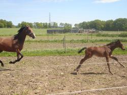 running foal <img250*0:stuff/horserefzab27.jpg>