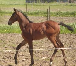 <img250*0:stuff/horserefzab28.jpg>