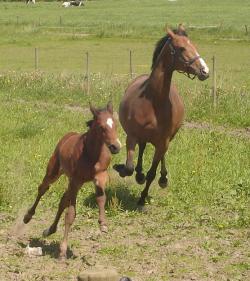 gallopping horses <img250*0:stuff/horserefzab29.jpg>