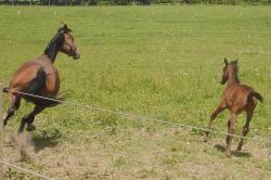 <img250*0:stuff/horserefzab30.jpg>