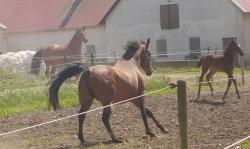 <img250*0:stuff/horserefzab31.jpg>