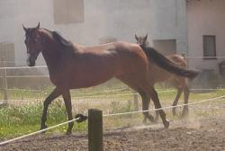 <img250*0:stuff/horserefzab32.jpg>