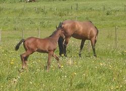 <img250*0:stuff/horserefzab33.jpg>