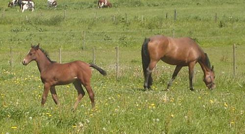 Foal and horse <img500*0:stuff/horserefzab34.jpg>