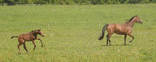gallopping foal <img500*0:stuff/horserefzab35.jpg>