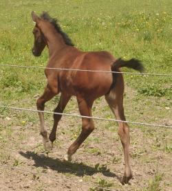 <img250*0:stuff/horserefzab36.jpg>