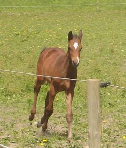 <img250*0:stuff/horserefzab37.jpg>