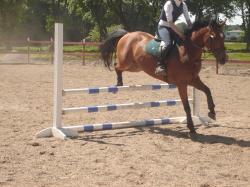<img250*0:stuff/horserefzab4.jpg>