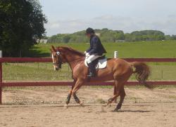 <img250*0:stuff/horserefzab5.jpg>