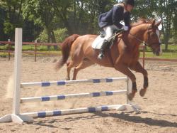 <img250*0:stuff/horserefzab6.jpg>