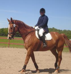 <img250*0:stuff/horserefzab7.jpg>