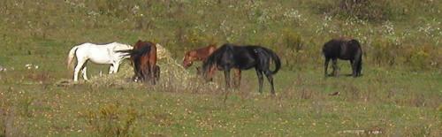 <img500*0:stuff/horses%201.jpg>