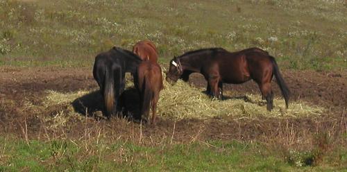 <img500*0:stuff/horses%202.jpg>