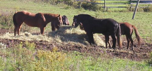 <img500*0:stuff/horses%203.jpg>