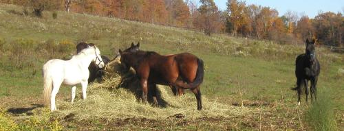 <img500*0:stuff/horses%204%20.jpg>