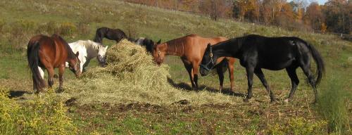 <img500*0:stuff/horses%205.jpg>
