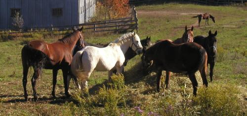 <img500*0:stuff/horses%206.jpg>