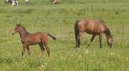 <img0*100:stuff/horses.jpg>