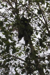 <img0*300:stuff/hot%20raccoon%20cu.jpg>