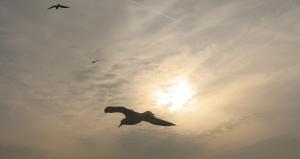 <img300*0:stuff/iuna%20meeuw.jpg>