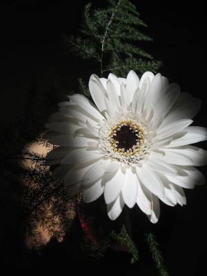 <img300*0:http://elftown.heddate.com/stuff/iuna%20white%20flower.jpg>