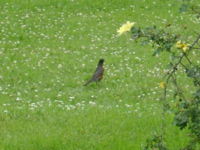 <img400*0:stuff/jacks%20robin.jpg>