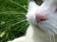 <img200*0:stuff/k-kitty.jpg>