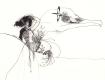<img0*80:stuff/kai_birds.jpg>