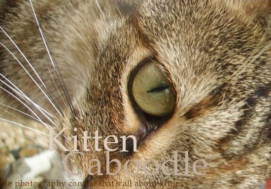 <img:stuff/kittencaboodle.jpg>