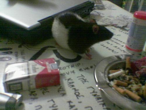 <img500*0:stuff/klops_tisch.jpg>
