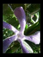 <img150*0:stuff/kugelblume1%20copy.jpg>