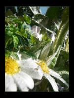 <img150*0:stuff/kugelblume2%20copy.jpg>