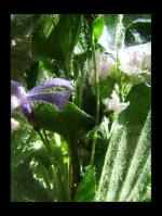 <img150*0:stuff/kugelblume3%20copy.jpg>