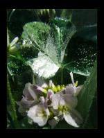 <img150*0:stuff/kugelblume4%20copy.jpg>