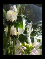 <img150*0:stuff/kugelblume5%20copy.jpg>