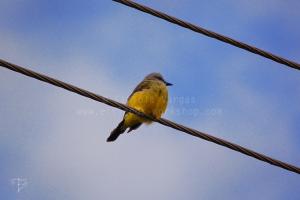 <img300*0:stuff/kuruni-bird1.jg.jpg>