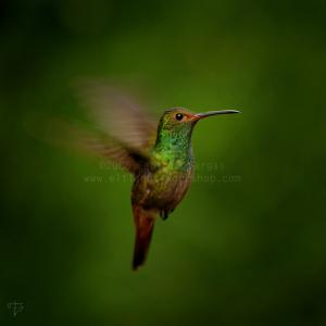 <img300*0:stuff/kuruni-humming.jpg>