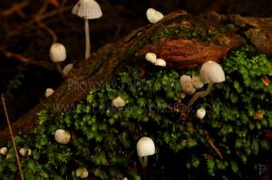 <img300*0:stuff/kuruni-photoport-natural.jpg>
