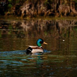 <img300*0:stuff/kuruni-wildduck.jpg>