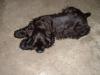 <img100*0:stuff/lacey.jpg>