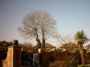 <img300*0:stuff/lastofwinterfirstofspring.jpg>