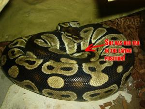 <img300*0:stuff/laying_position07.jpg>