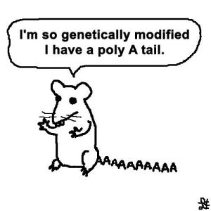 <img300*0:stuff/lcpolyatail.jpg>