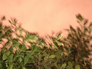 <img:stuff/leaves34.jpg>