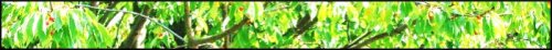 <img:stuff/lin-cherrydiv1.jpg>